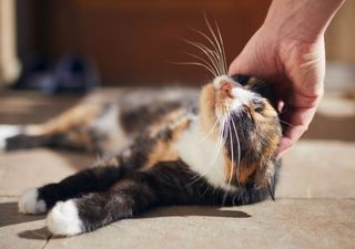 Why is static electricity produced when you pet a cat? The explanation of Northwestern University 