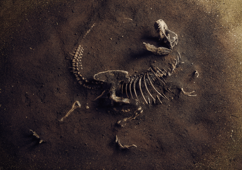 Fósil de tiranosaurio rex Fósil de tiranosaurio rex