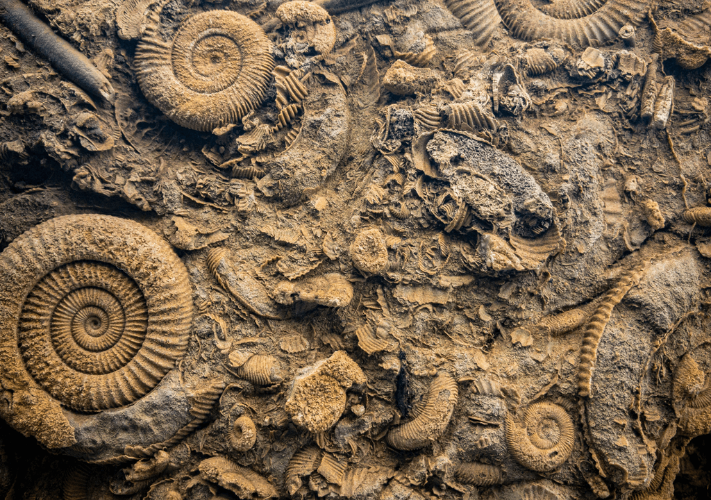 Fondo prehistórico de un océano con varias fósiles Fondo prehistórico de un océano con varias fósiles