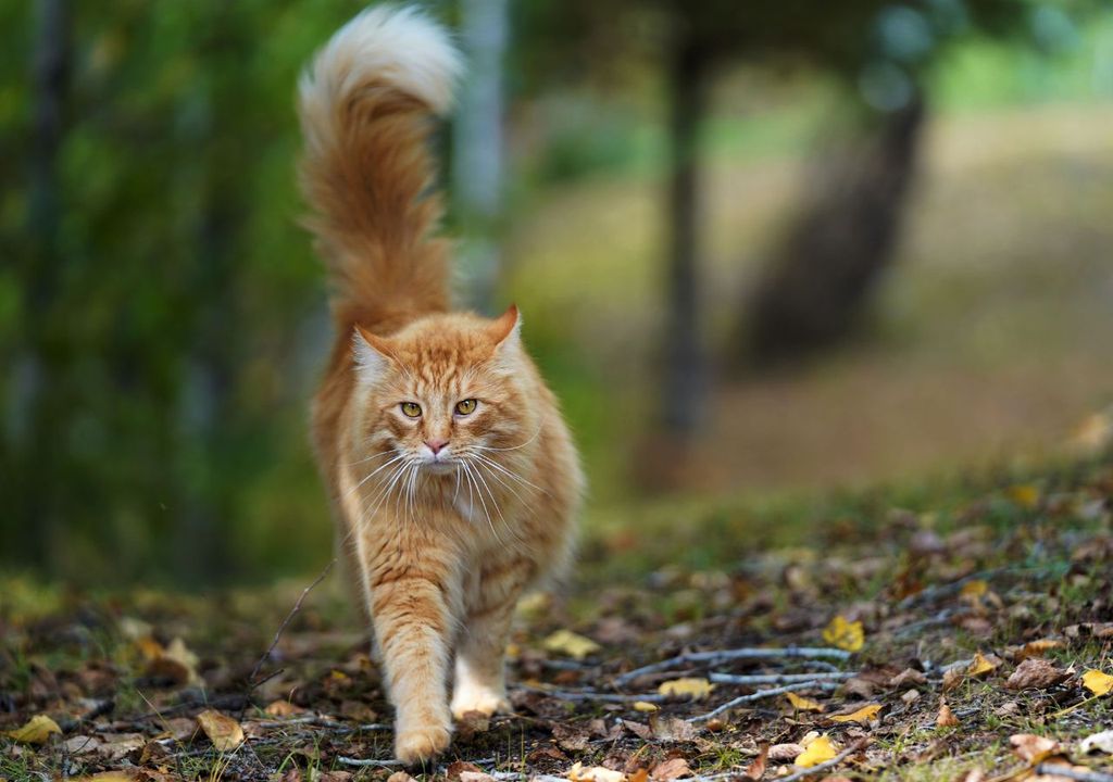 Gato pelaje naranja Gato pelaje naranja