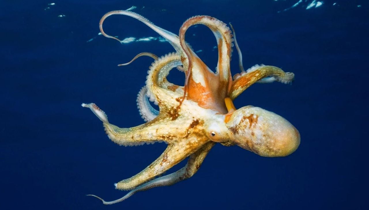 Los pulpos capturados mediante pesca artesanal pesan, de media, casi tres veces más que aquellos obtenidos mediante pesca de arrastre