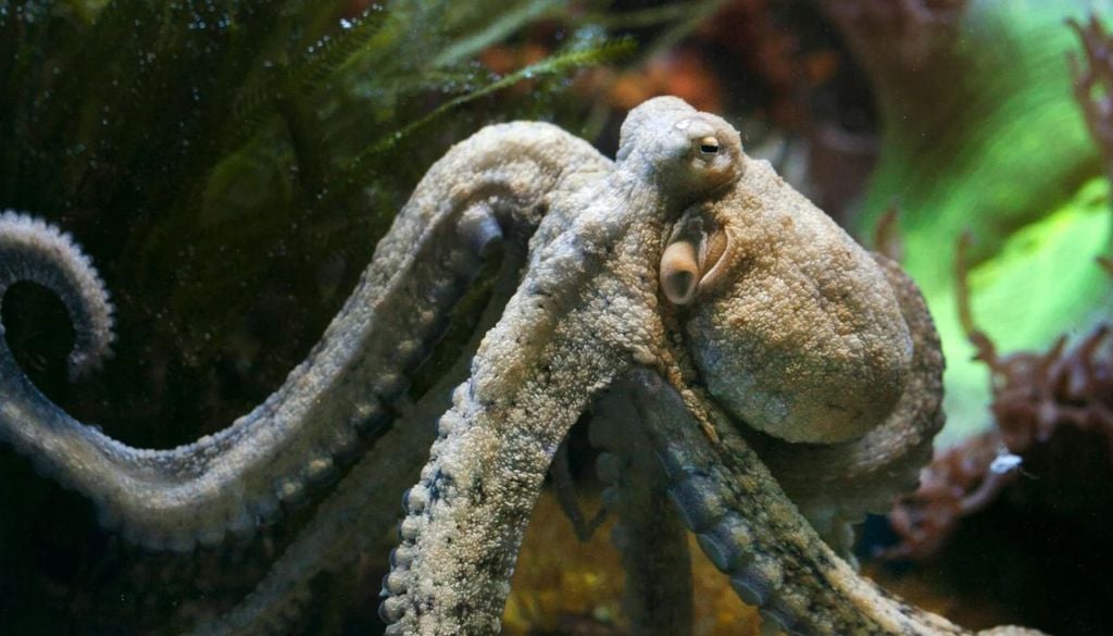 Pulpo Entre las hembras capturadas mediante pesca artesanal, el peso al que la mitad de los ejemplares alcanza la madurez sexual es de 1,23 kilogramos