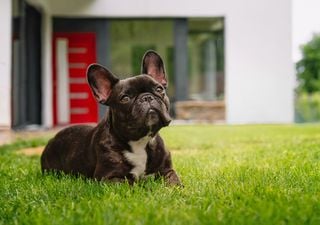 ¿Por qué tantos animales tienen un tercer párpado, incluidas nuestras mascotas, pero los humanos no?