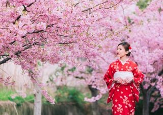Pourquoi les cerisiers fleurissent-ils de plus en plus tôt au Japon ?