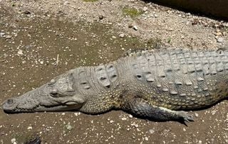 Invasión de hábitat: la verdadera causa del ataque de cocodrilo que cobró la vida de un turista en Vallarta