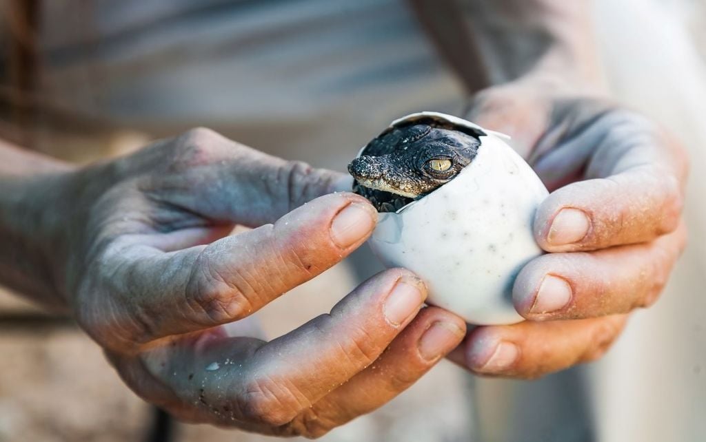 Los cocodrilos no debería ser amenaza, esto es una gran oportunidad tanto en términos de conservación de la biodiversidad como de turismo de naturaleza. Los cocodrilos no debería ser amenaza, esto es una gran oportunidad tanto en términos de conservación de la biodiversidad como de turismo de naturaleza.