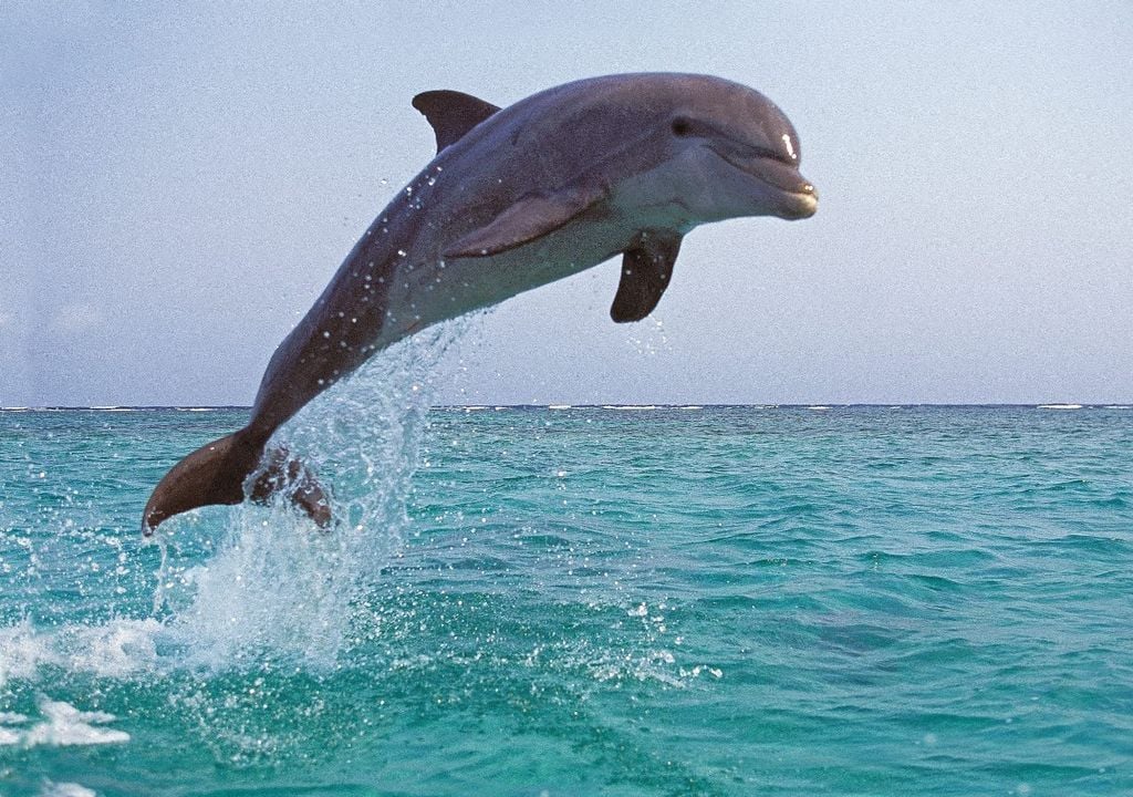 dolphin, attack