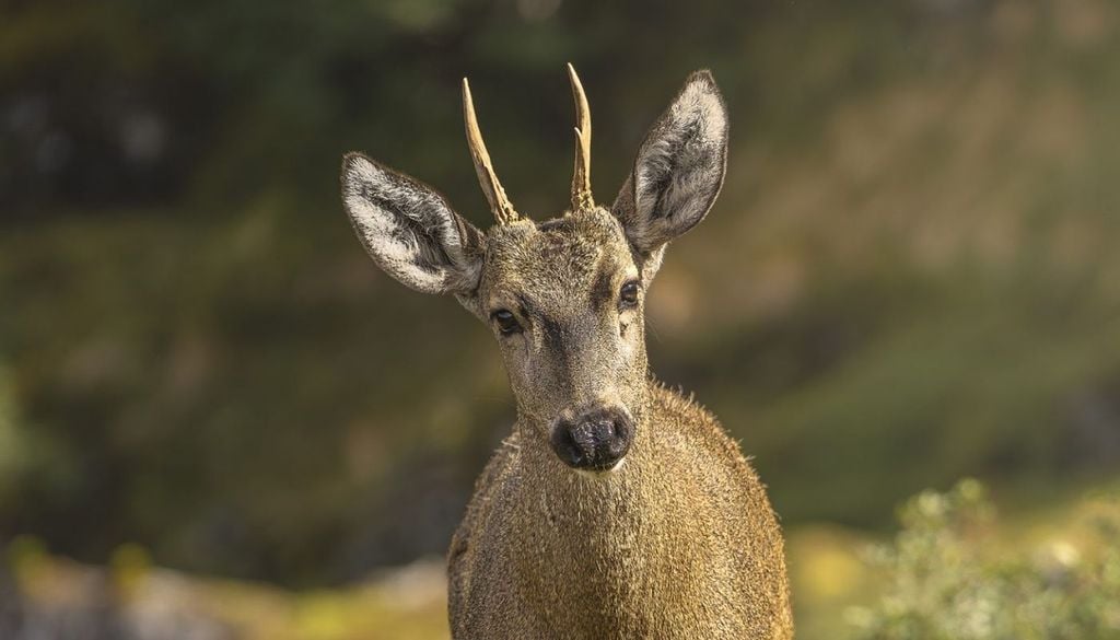 Huemul Presente en el escudo nacional desde el siglo XIX, el huemul enfrenta hoy amenazas como la fragmentación del bosque, los incendios y la presencia de perros y ganado en su hábitat. Créditos de la imagen: Instituto Rewilding.