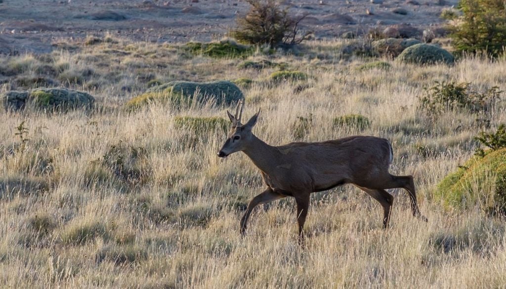Huemul A diferencia de otros ciervos, el huemul evolucionó en ambientes montañosos y bosques australes, donde encuentra refugio entre quebradas, lengas y rocas de difícil acceso.