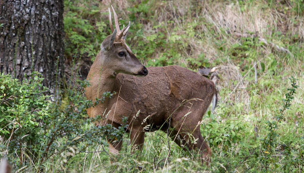 La fragmentación del bosque reduce la conectividad entre hábitats, obligando al huemul a enfrentar barreras que dificultan sus desplazamientos, el acceso al alimento y la reproducción, aumentando su vulnerabilidad. La fragmentación del bosque reduce la conectividad entre hábitats, obligando al huemul a enfrentar barreras que dificultan sus desplazamientos, el acceso al alimento y la reproducción, aumentando su vulnerabilidad.