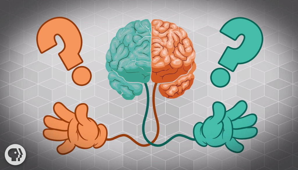 El cerebro humano podría haber desarrollado la preferencia por la mano derecha junto con la evolución del bipedismo y cerebros más grandes, según recientes investigaciones sobre lateralidad en primates. El cerebro humano podría haber desarrollado la preferencia por la mano derecha junto con la evolución del bipedismo y cerebros más grandes, según recientes investigaciones sobre lateralidad en primates.Crédito imagen: ilustración sobre lateralidad cerebral y preferencia manual / PBS Digital Studios.