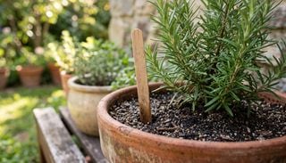 Por qu&eacute; deber&iacute;as clavar un palito de madera en tu planta de romero (y qu&eacute; otras especies pod&eacute;s salvar con este truco)