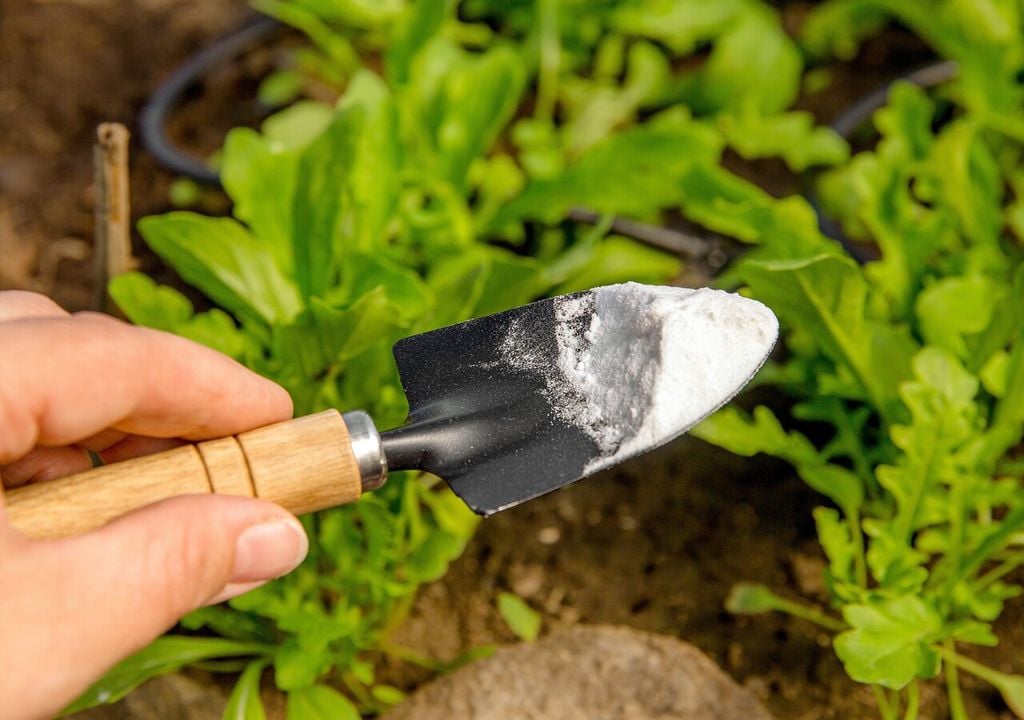 bicarbonato para las plantas bicarbonato para las plantas