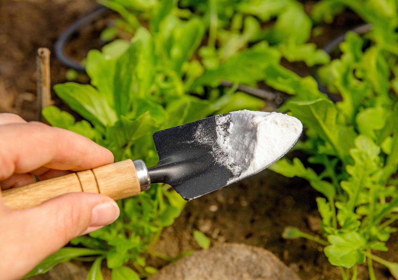 El bicarbonato de sodio, un ingrediente común en la cocina, puede convertirse en un aliado útil, aunque delicado, en el cuidado de tus plantas.