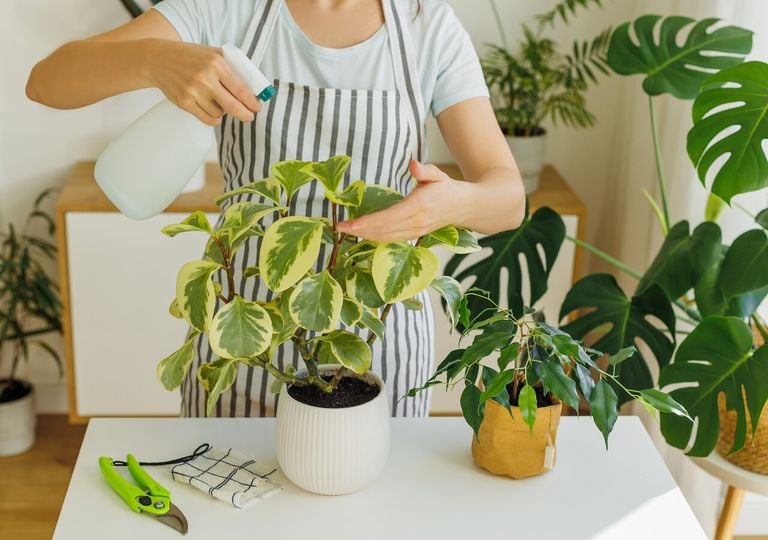Por qué deberías ponerle bicarbonato a tus plantas de interior y para qué sirve