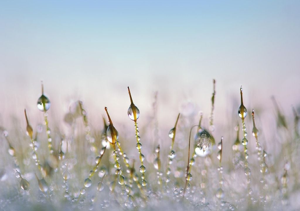 Degelo (gotas de orvalho) na vegetação Degelo (gotas de orvalho) na vegetação