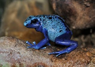 ¿Por qué el color azul es tan raro en la naturaleza?