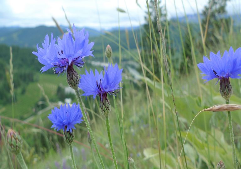 Por qué el color azul es tan raro en la naturaleza?