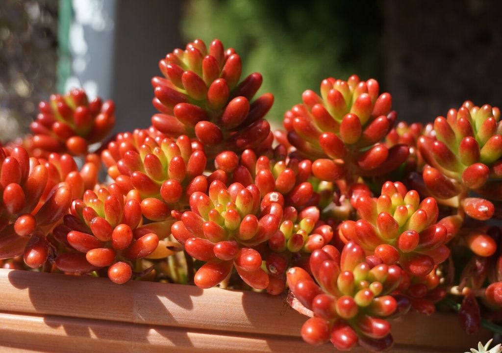 sedum Sedum rubrotinctum: el calor y la sequedad estimulan su color anaranjado, resultado del aumento de carotenoides que la protegen de la radiación intensa.