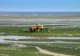 ¿Por qué elegir fertilizantes para plantas a base de algas marinas? Estos son algunos de los beneficios 