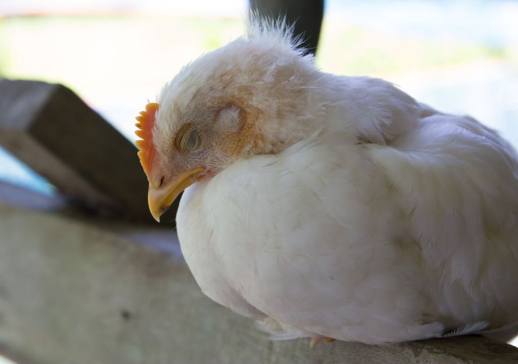 Ave de corral Ave de corral