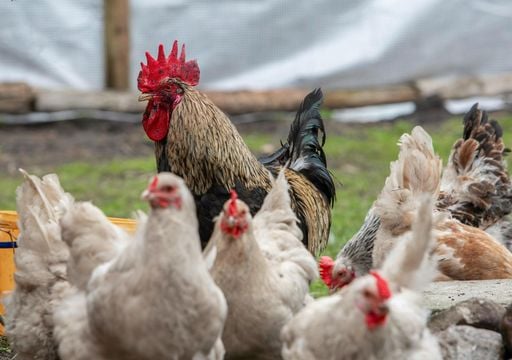 Última hora de la gripe aviar en España: 2,5 millones de animales afectados y prohibición de criar aves al aire libre