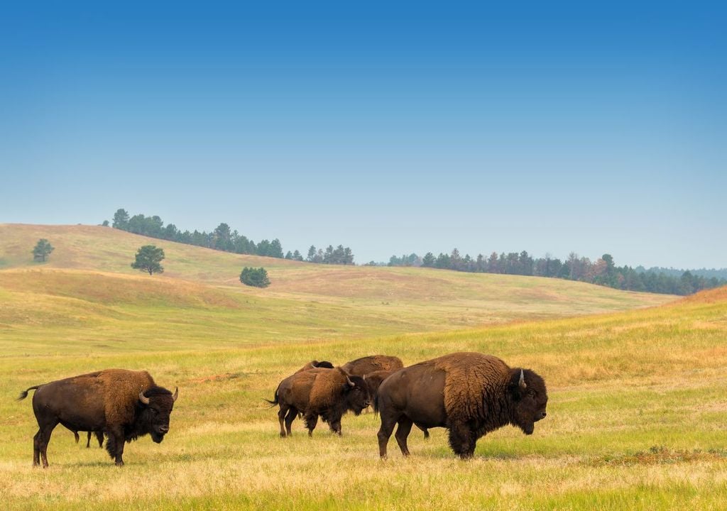 Bisontes