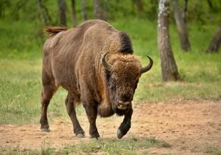 Los motivos por los que Espa&ntilde;a est&aacute; introduciendo bisontes europeos para prevenir incendios