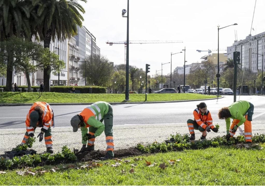 Plantação de Amores-perfeitos na Rotunda do Marquês de Pombal, em Lisboa
