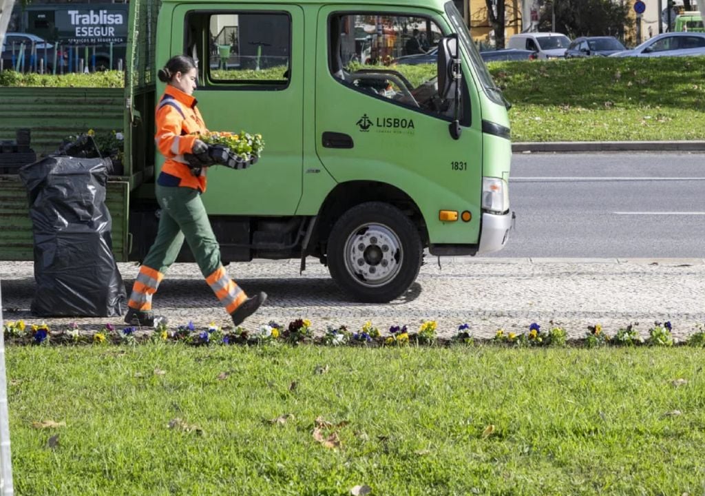Plantação de amores-perfeitos na rotunda do Marquês de Pombal, em Lisboa
