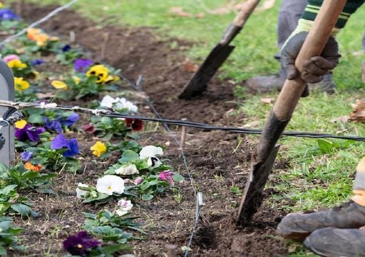 Por que est&aacute; a Rotunda do Marqu&ecirc;s de Pombal, em Lisboa, a transbordar de Amores-perfeitos?