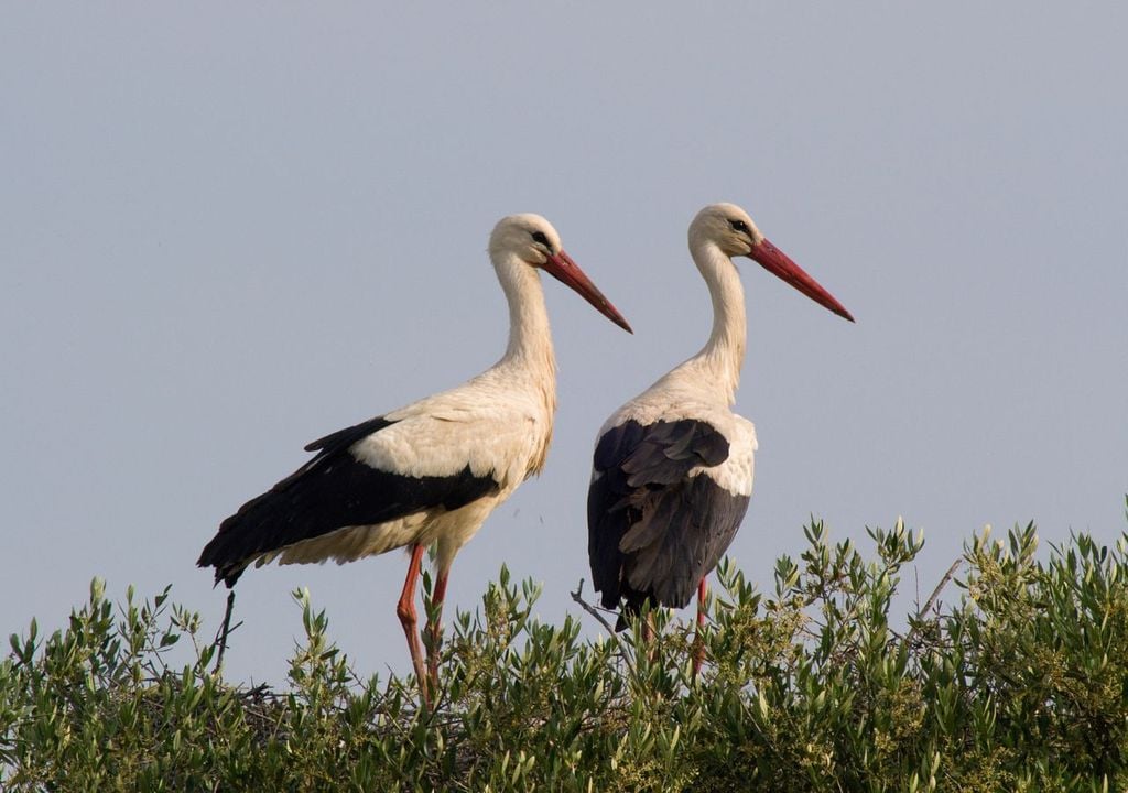 La especie ya no puede considerarse tan resistente como se pensaba