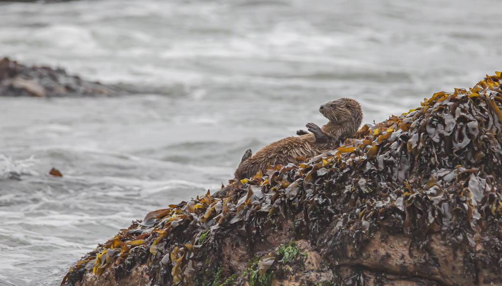 Un chungungo. Un chungungo (Lontra felina) descansa entre roqueríos y algas en la costa chilena, el mismo borde donde esta especie amenazada enfrenta riesgos cada vez más ligados a la presencia humana. Fotografía: Ricardo Andrés Rifo Paredes