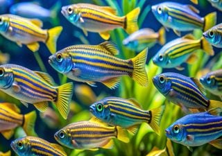 Por que estão os investigadores fascinados com o peixe-zebra? Esta criatura minúscula é uma grande aliada da ciência
