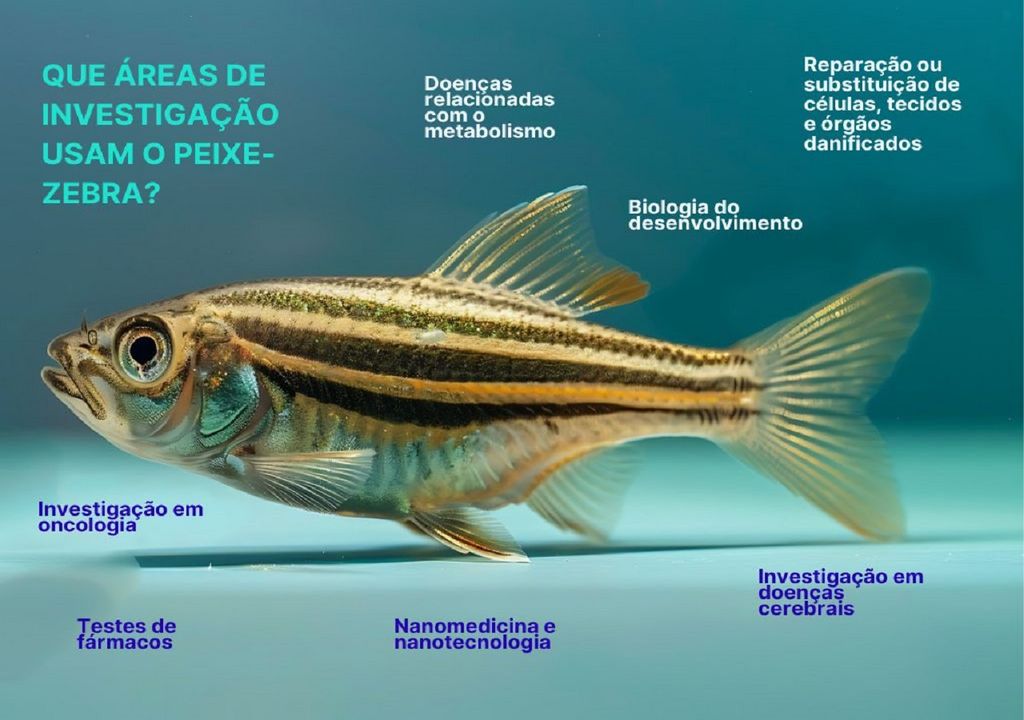 áreas de investigação com o peixe zebra áreas de investigação com o peixe zebra