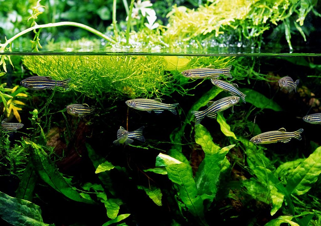 Aquário com peixe-zebra Aquário com peixe-zebra