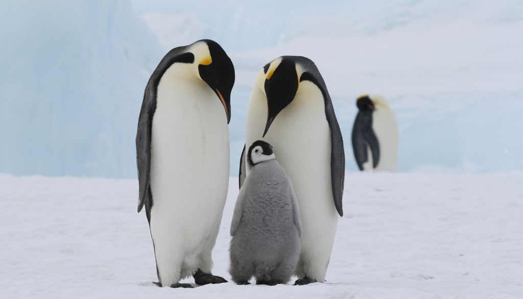 La UICN anunció el 9 de abril de 2026 que el pingüino emperador pasó a la categoría En Peligro de su Lista Roja.