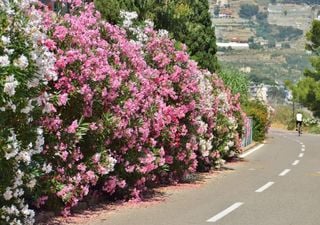 ¿Por qué hay plantas adelfas en las carreteras?