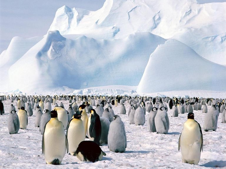 Las poblaciones de pingüinos en la Antártida también sufren el cambio climático Las poblaciones de pingüinos en la Antártida también sufren el cambio climático