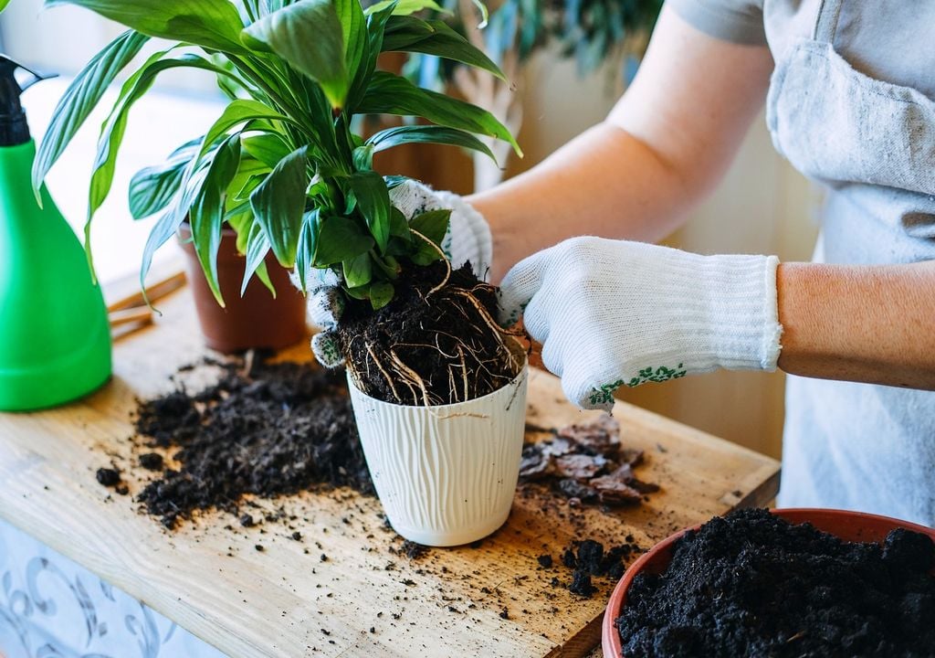 Transplanting plants in the home.