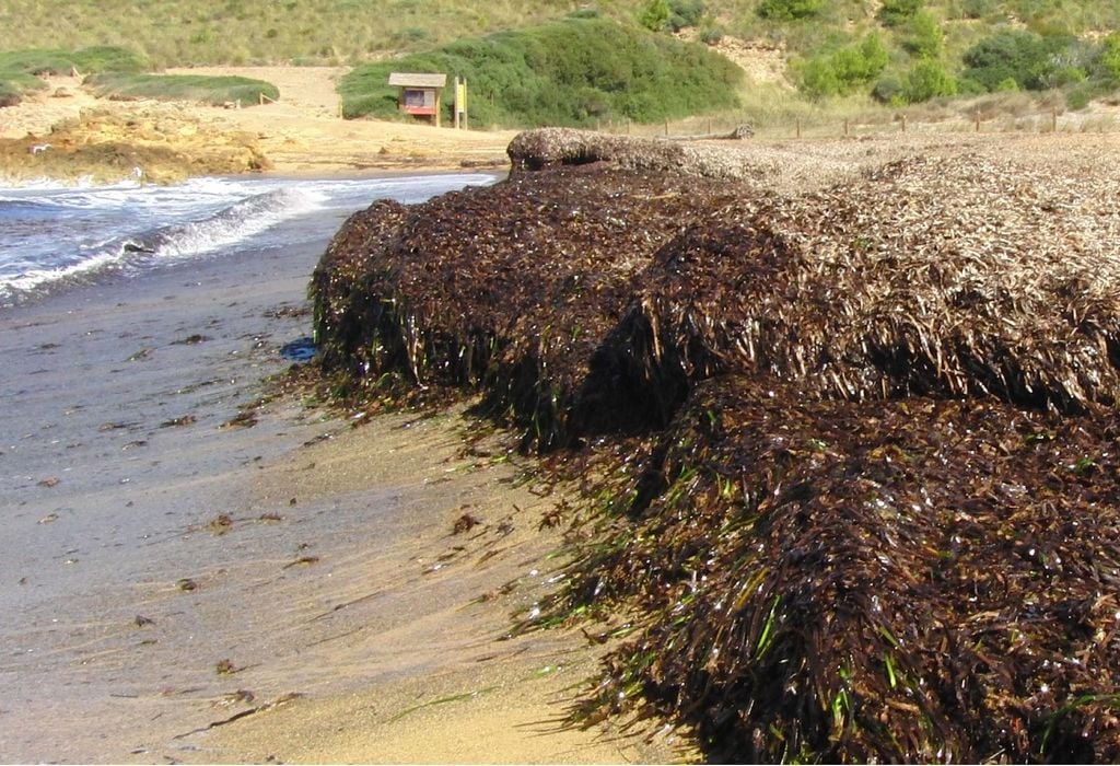 Las costas españolas están plagadas de algas. Entre las principales causas encontramos el cambio climático, el aumento de la temperatura del mar y los vertidos de fertilizantes. Fuente: María Blasi, en Menorca.