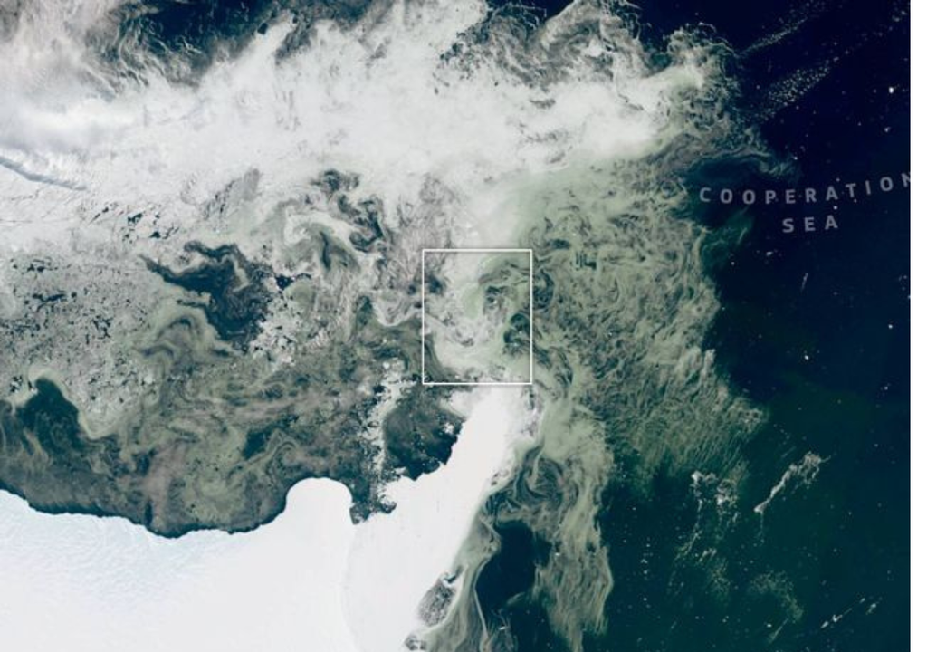 Antártida Los satélites del Copernicus Programme muestran claramente el verde en las imágenes, producto del fitoplancton. Foto: Copernicus Programme