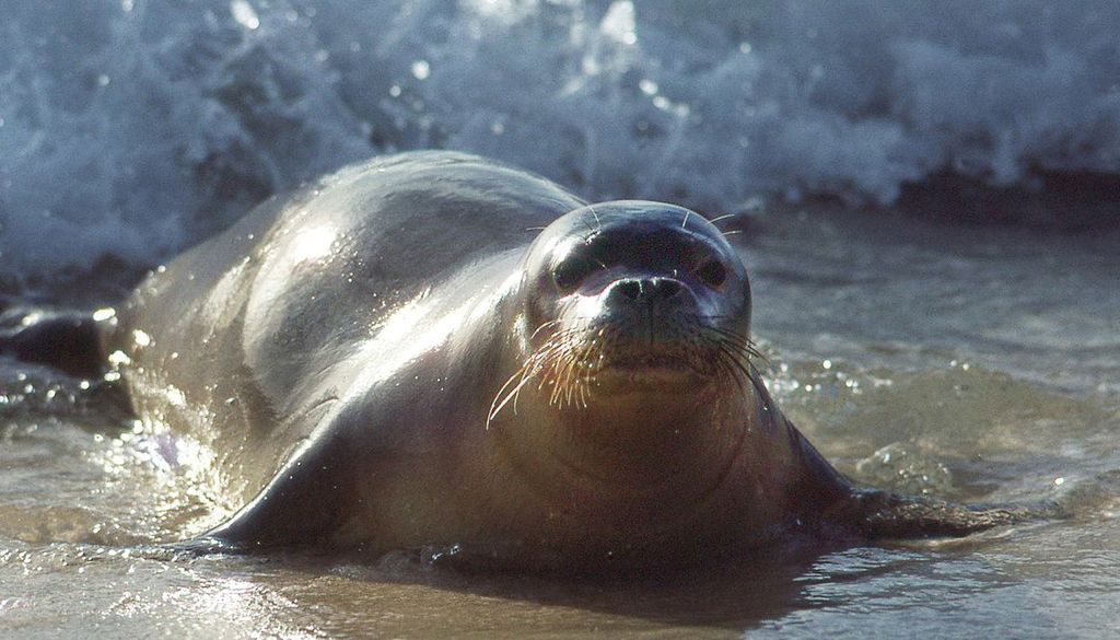 La foca monje del Mediterráneo ha desaparecido como especie reproductora en España