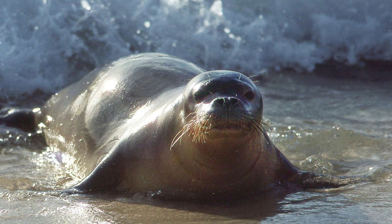 La foca monje del Mediterráneo ha desaparecido como especie reproductora en España