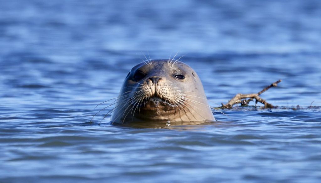 . Uno de los pocos enclaves donde se han producido observaciones es el archipiélago de las islas Chafarinas, en Melilla