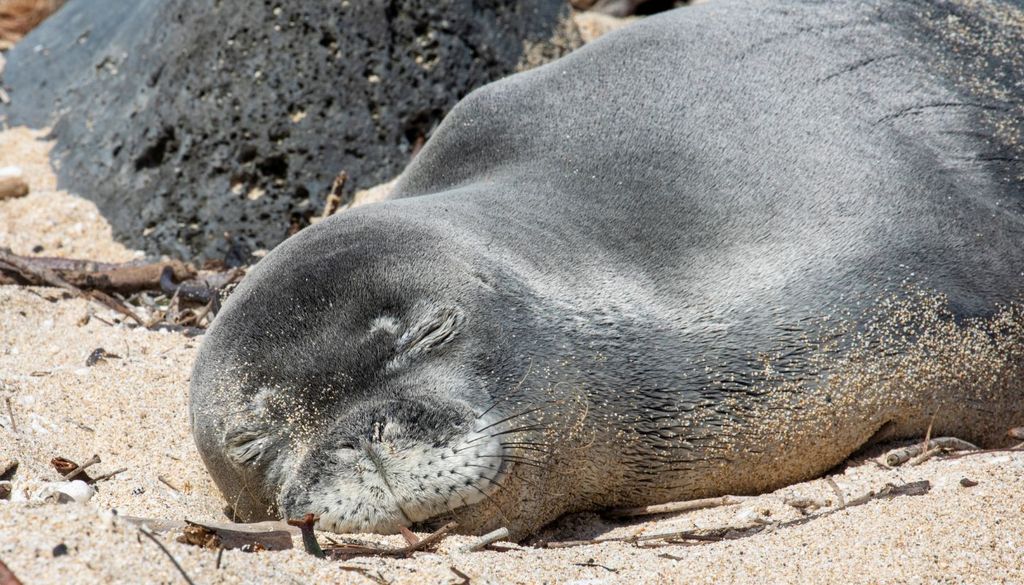 La recuperación de la especie dependerá en gran medida de la capacidad de garantizar entornos seguros