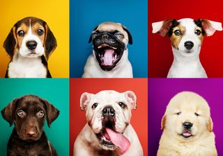 ¿Por qué la mayoría de los perros tienen ojos marrones? 