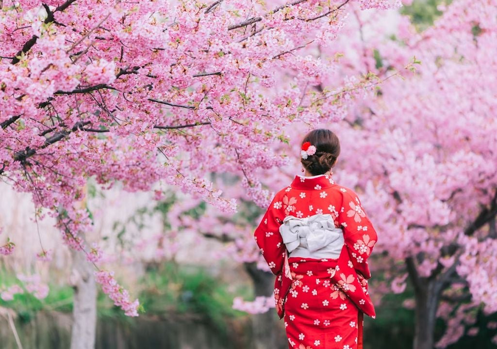 Cerezos kioto El impacto del cambio climático en los cerezos en flor (sakura) de Kioto es uno de los indicadores biológicos más claros y documentados del calentamiento global.