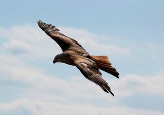 ¿Por qué las águilas vuelan en círculos en verano?