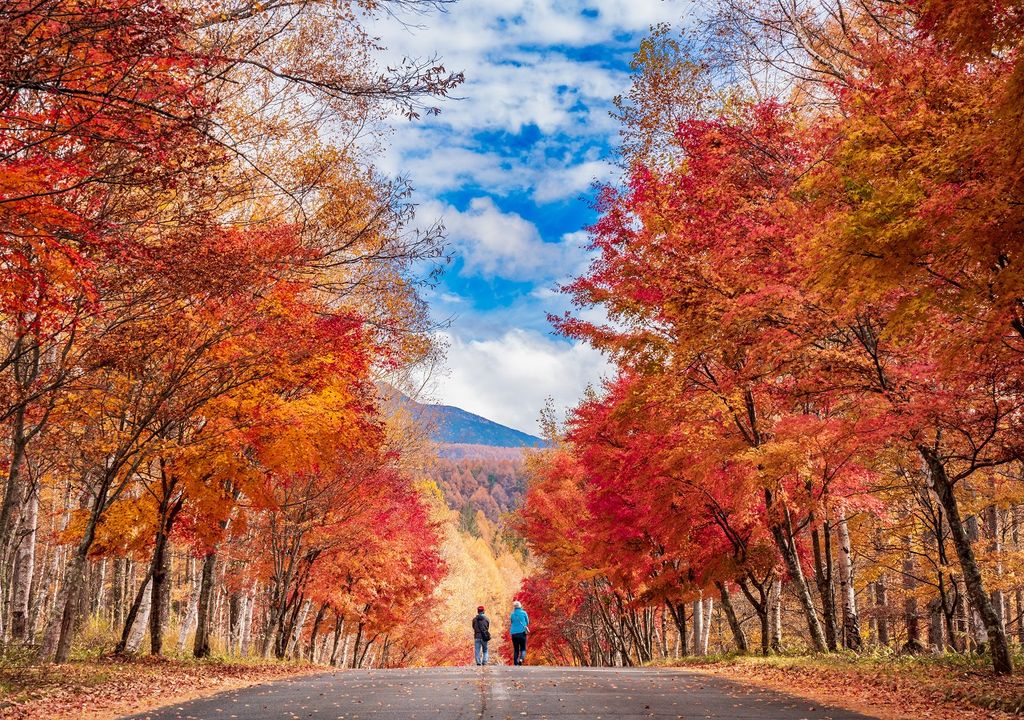 árboles; otoño; colores; naturaleza